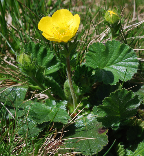 Geum montanum