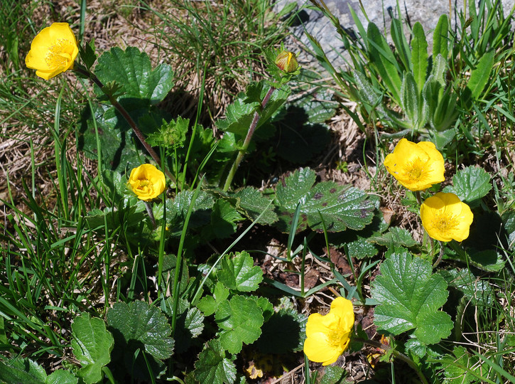 Geum montanum