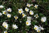 Dryas octopetala