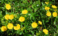 Potentilla aurea