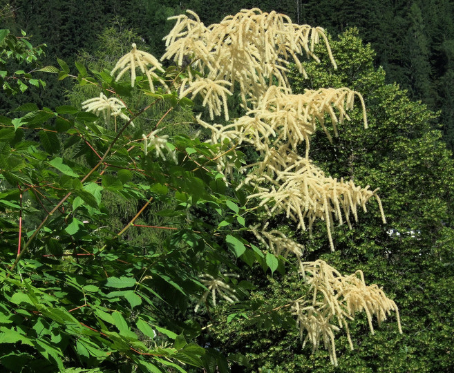 Aruncus dioicus