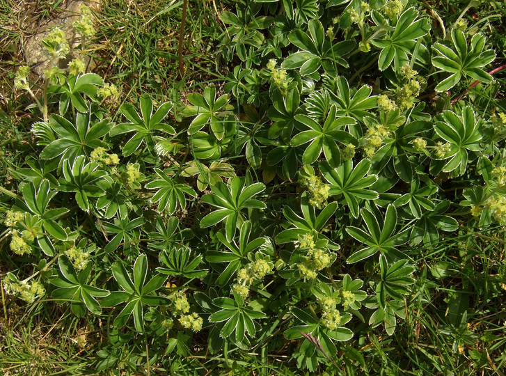 Alchemilla alpina