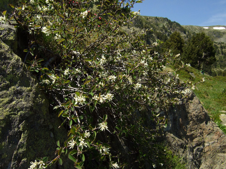 Amelanchier ovalis