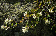 Amelanchier ovalis