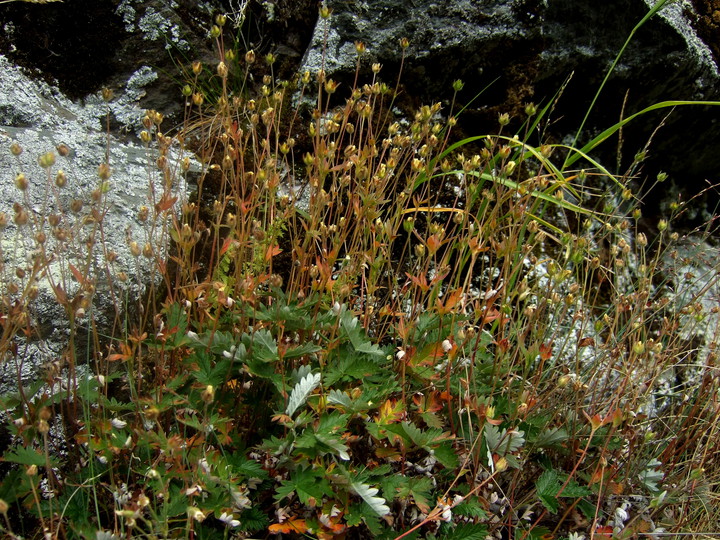 Potentilla nivea