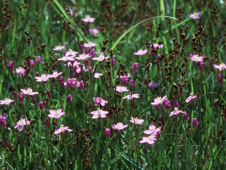 Centaurium littorale