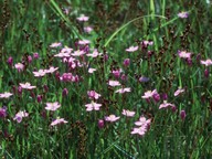 Centaurium littorale