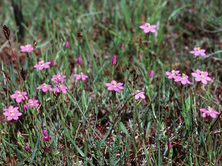 Centaurium littorale