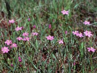 Centaurium littorale