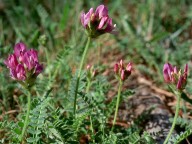 Astragalus danicus