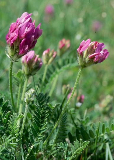 Astragalus danicus