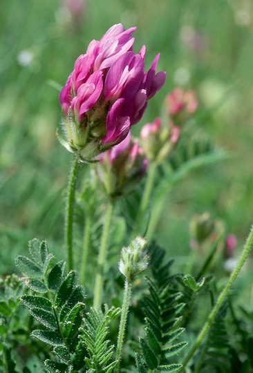 Astragalus danicus