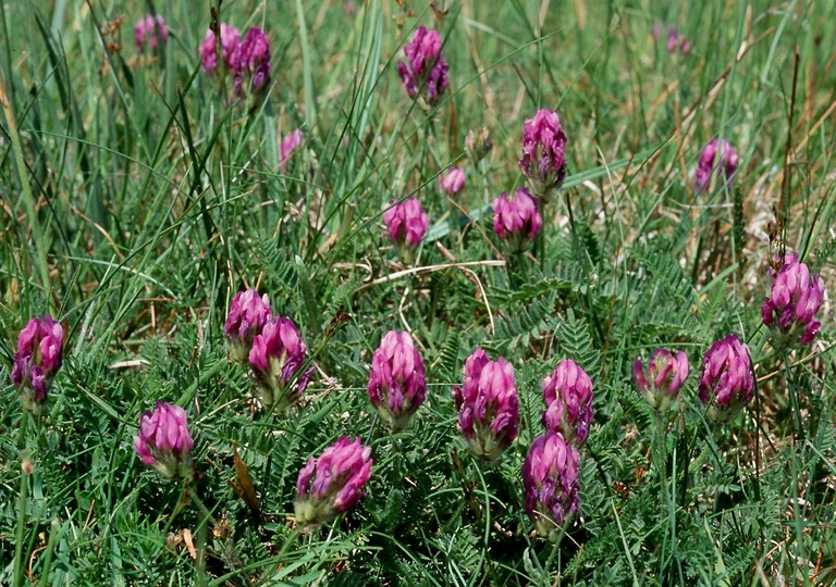 Astragalus danicus