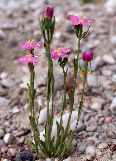 Centaurium littorale