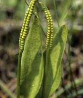 Ophioglossum vulgatum