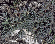 Suaeda maritima