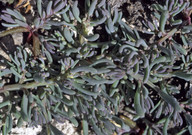 Suaeda maritima