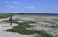 Salicornia europaea