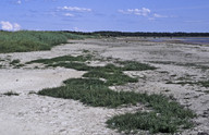 Salicornia europaea