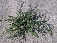 Salicornia europaea