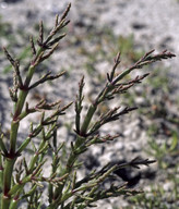 Salicornia europaea