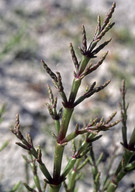 Salicornia europaea