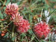 Trifolium fragiferum