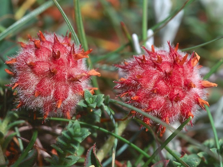 Trifolium fragiferum