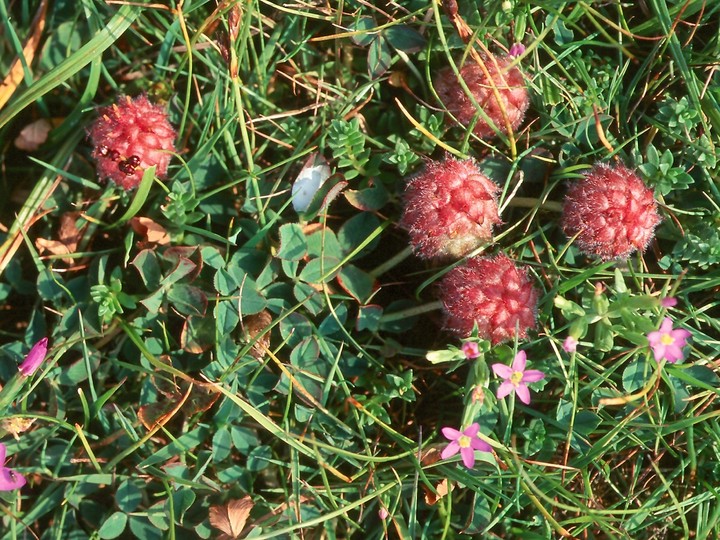 Trifolium fragiferum