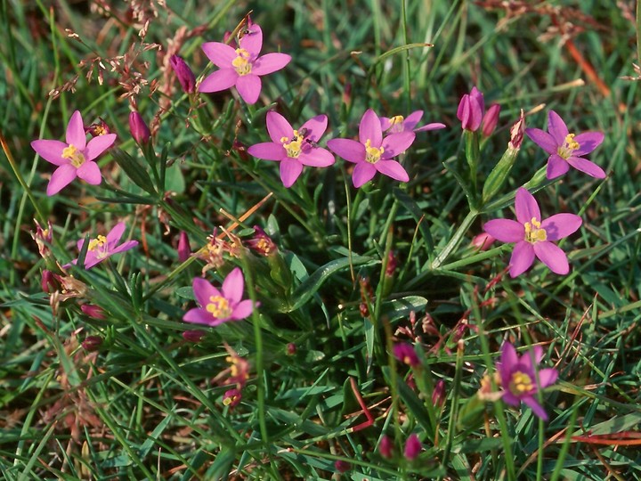 Centaurium littorale