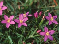 Centaurium littorale