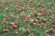 Trifolium fragiferum