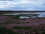 Armeria maritima