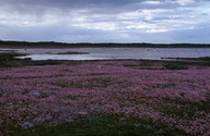 Armeria maritima