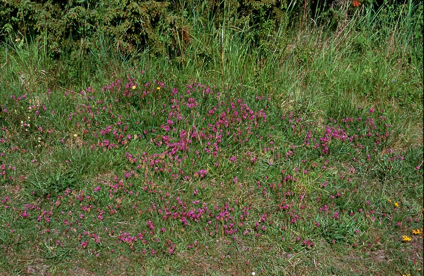 Astragalus danicus