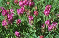 Astragalus danicus