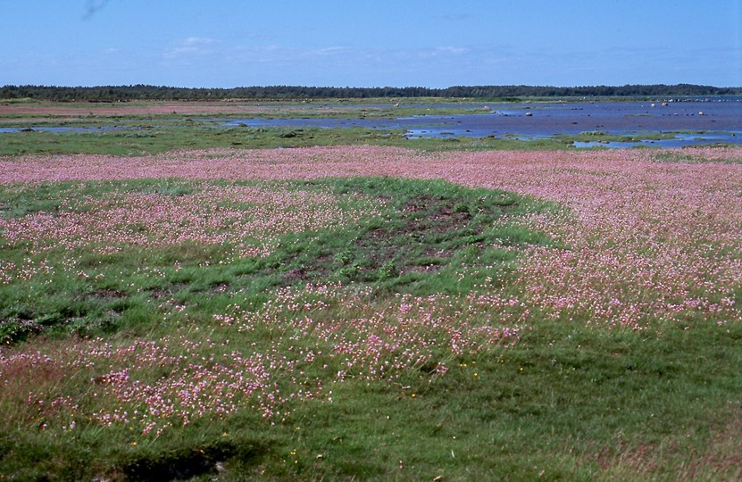 Armeria maritima