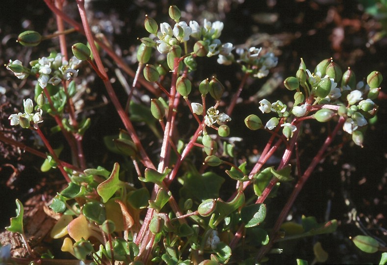 Cochlearia danica