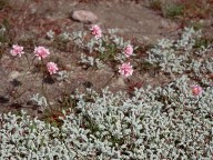 Armeria maritima