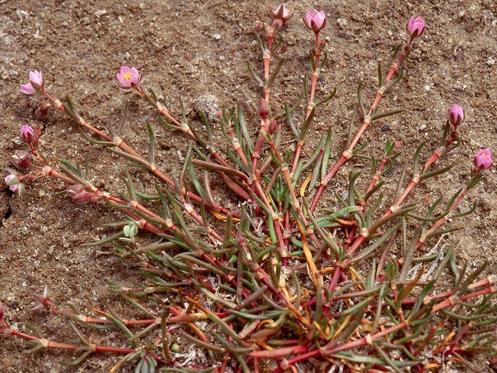 Spergula salina