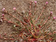 Spergula salina