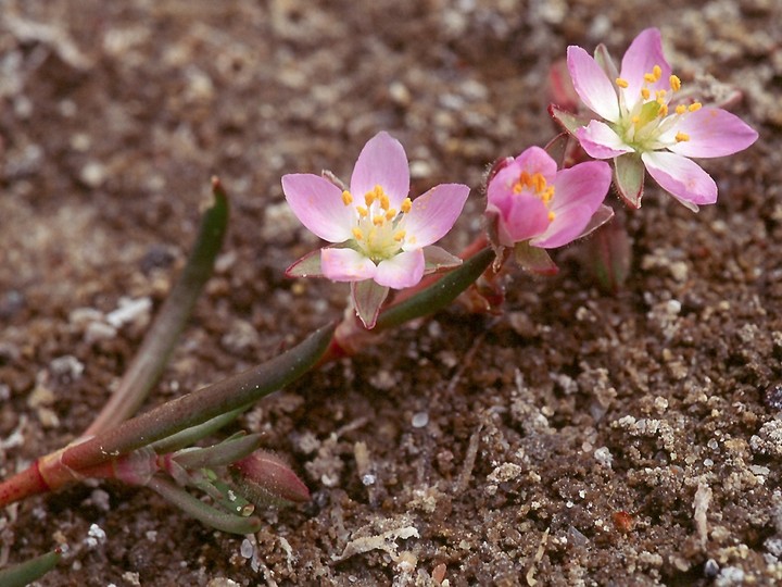 Spergula salina