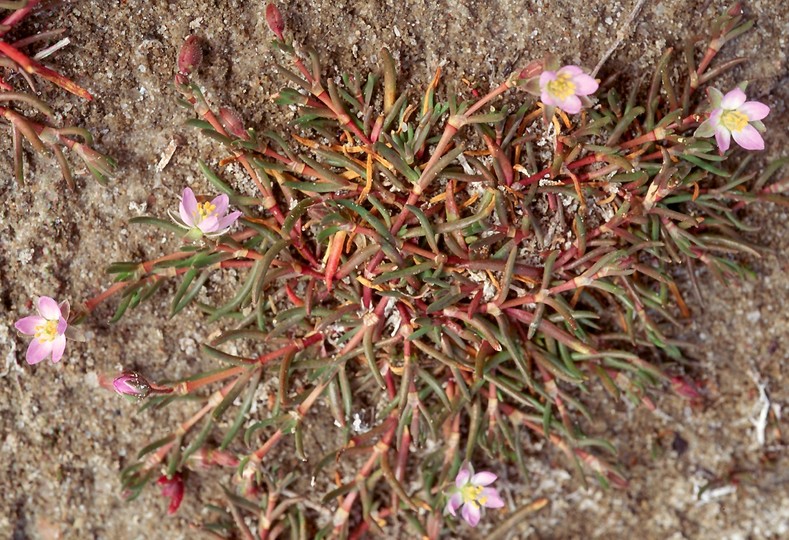 Spergula salina