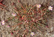 Spergula salina