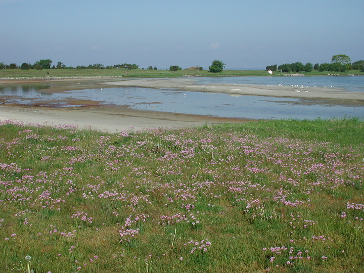 Armeria maritima