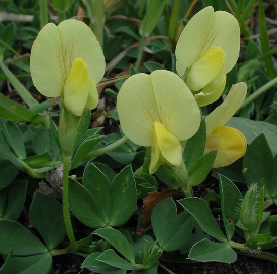 Tetragonolobus maritimus