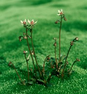 Saxifraga stellaris