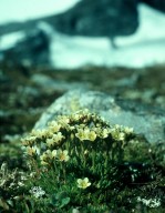 Saxifraga caespitosa