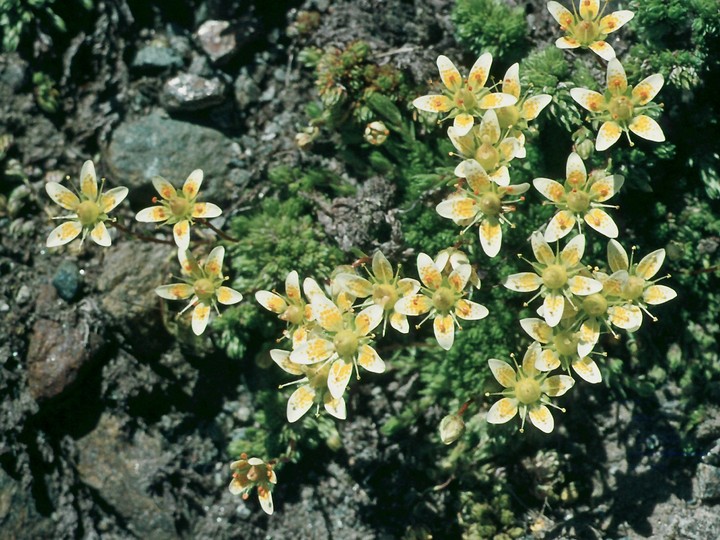 Saxifraga bryoides