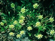 Saxifraga seguieri